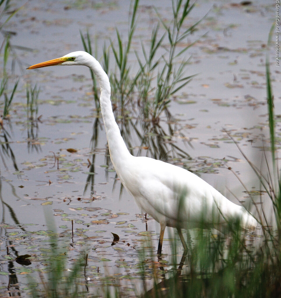 Grande Aigrette