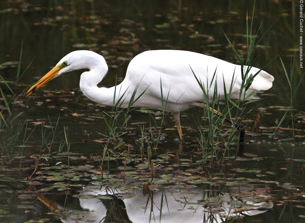 Grande Aigrette