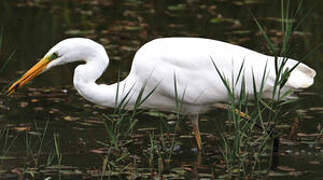 Great Egret