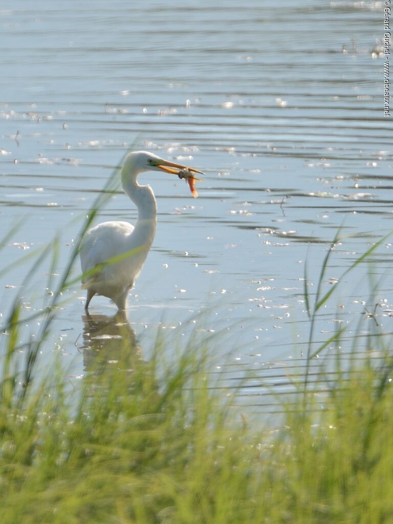 Grande Aigrette