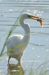 Grande Aigrette