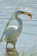 Grande Aigrette