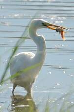Grande Aigrette