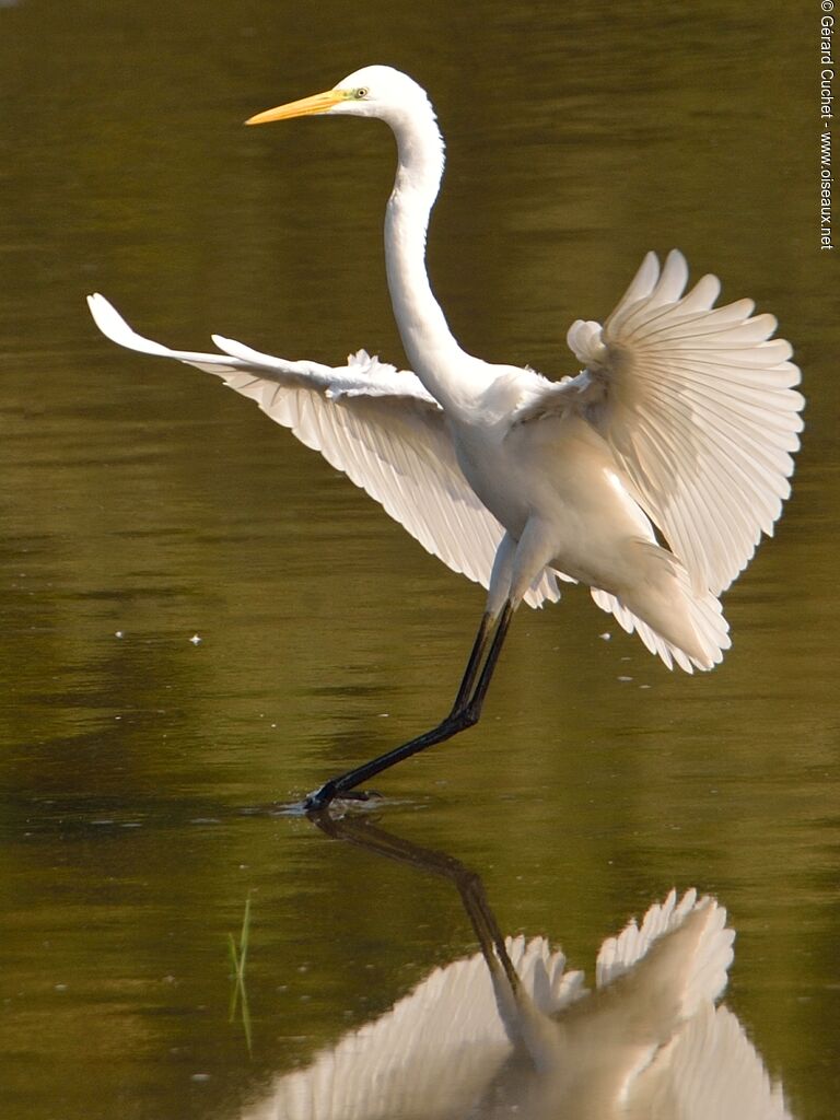 Great Egret