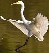 Grande Aigrette