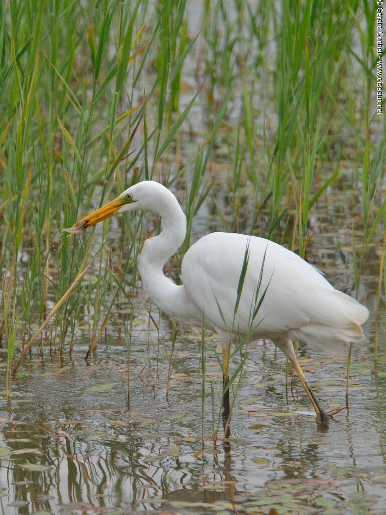 Grande Aigrette