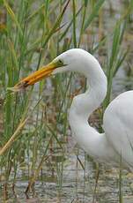 Grande Aigrette