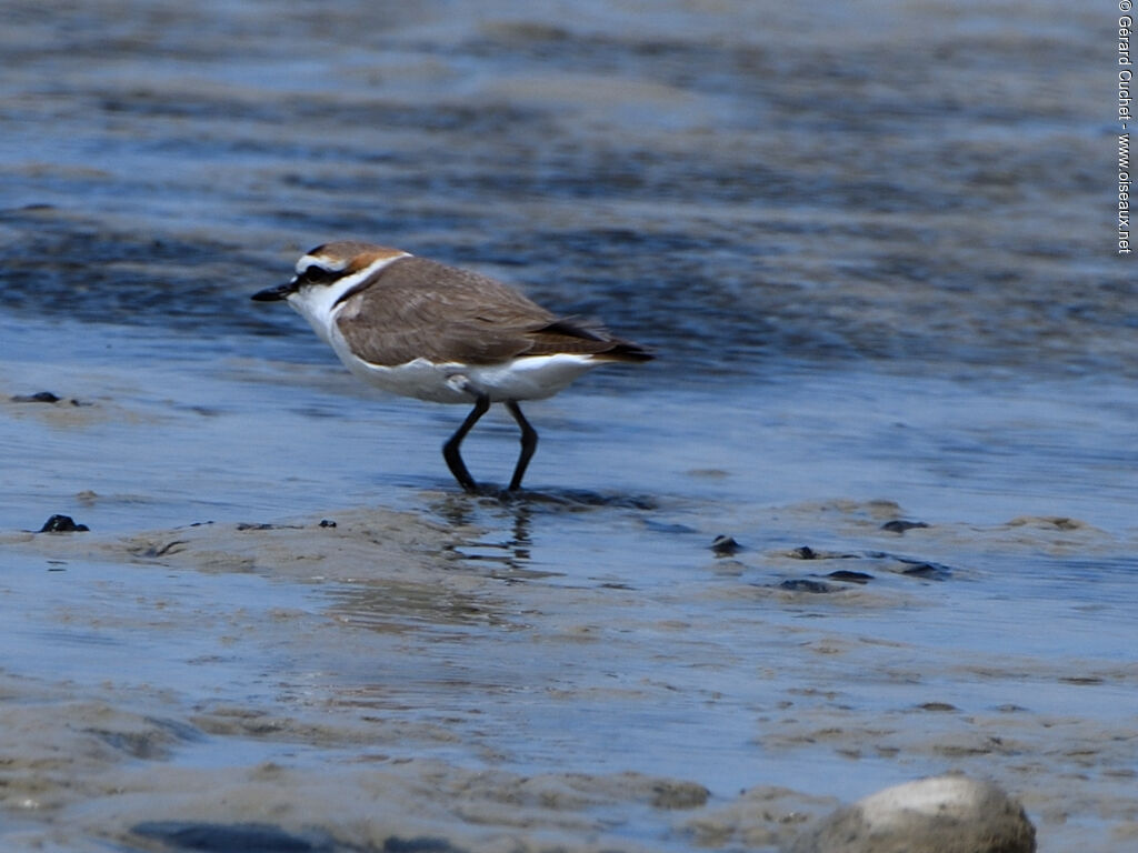 Kentish Plover, habitat