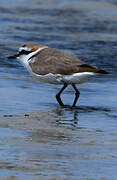 Kentish Plover