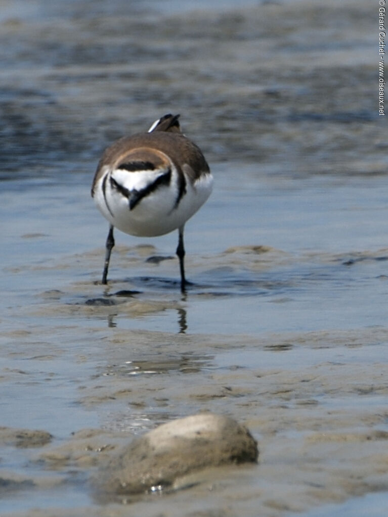 Kentish Plover, identification, habitat