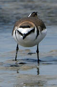 Kentish Plover