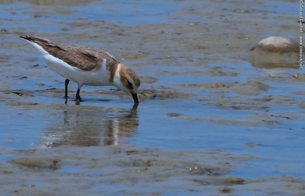 Gravelot à collier interrompu, habitat, mange