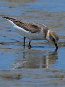 Kentish Plover