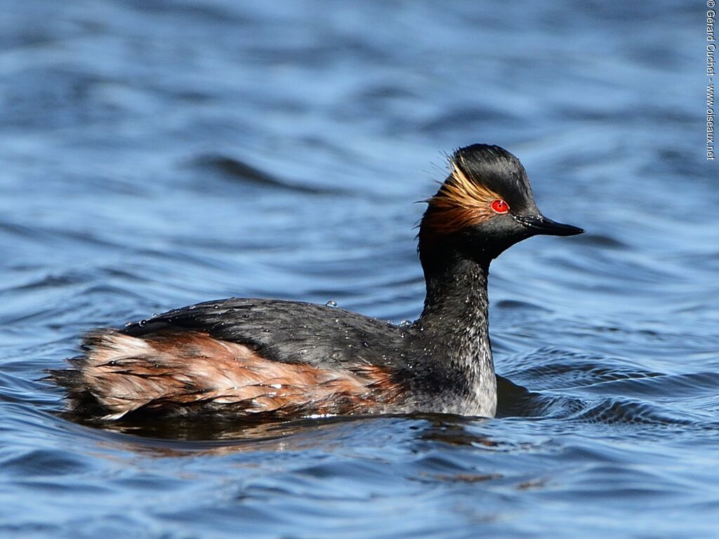 Black-necked Grebe