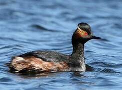 Black-necked Grebe