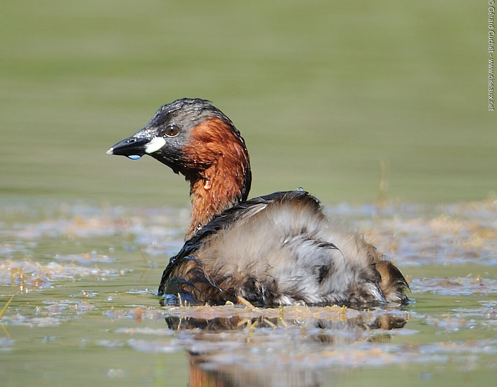 Little Grebe