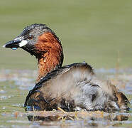 Little Grebe