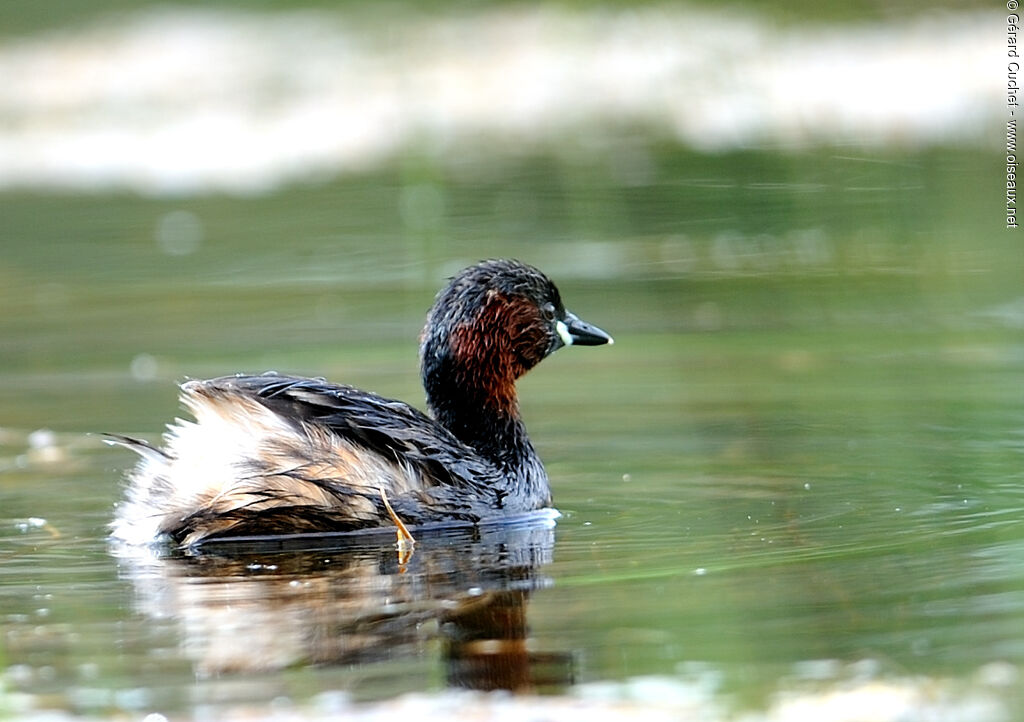 Little Grebe