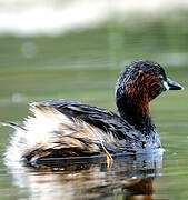 Little Grebe