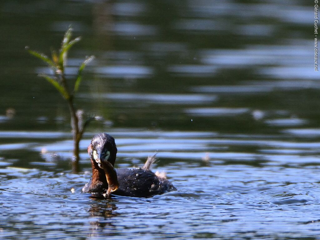 Little Grebe