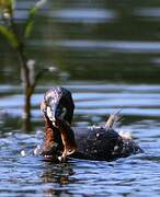 Little Grebe