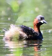 Little Grebe