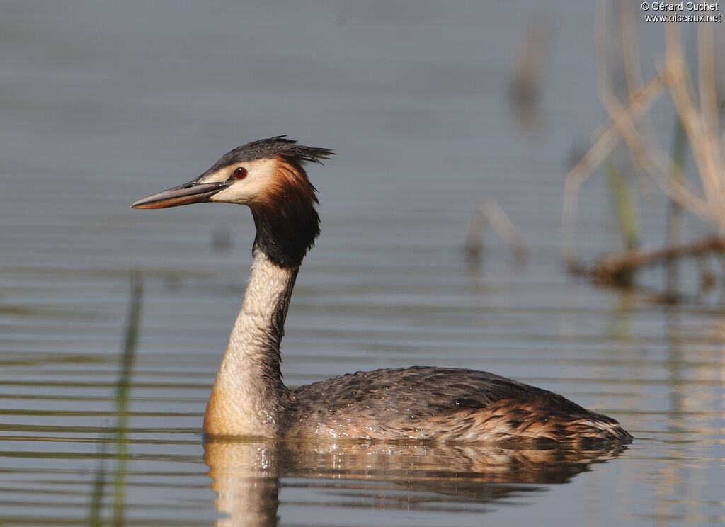 Great Crested Grebe