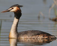 Great Crested Grebe