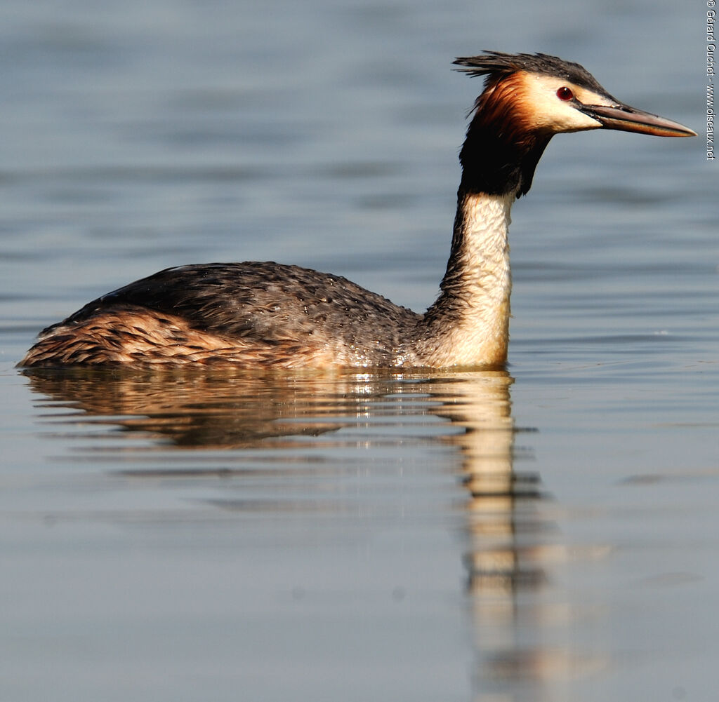 Great Crested Grebe