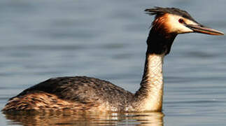 Great Crested Grebe