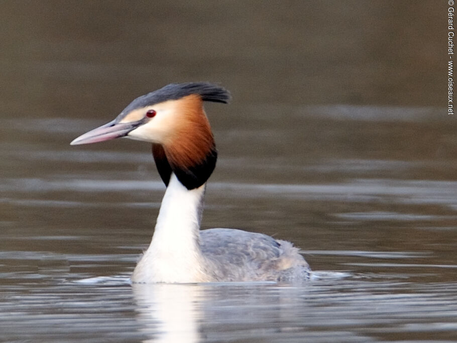 Great Crested Grebe