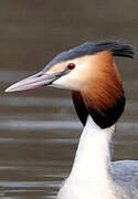 Great Crested Grebe