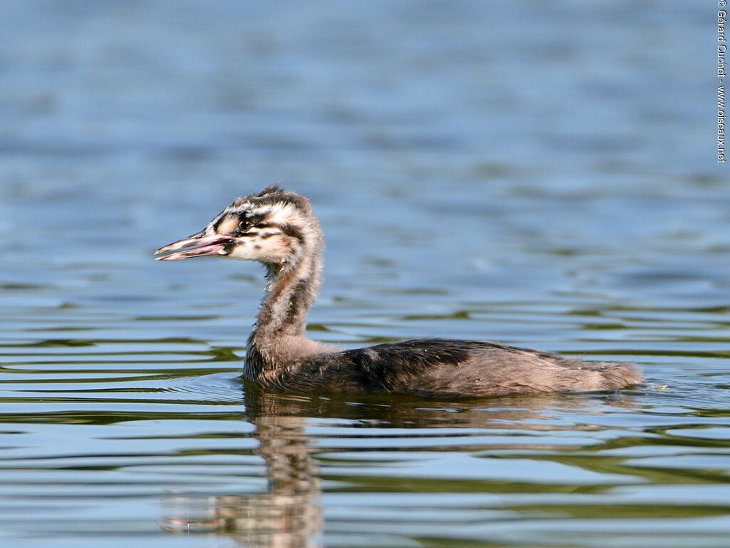 Great Crested Grebejuvenile