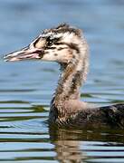 Great Crested Grebe