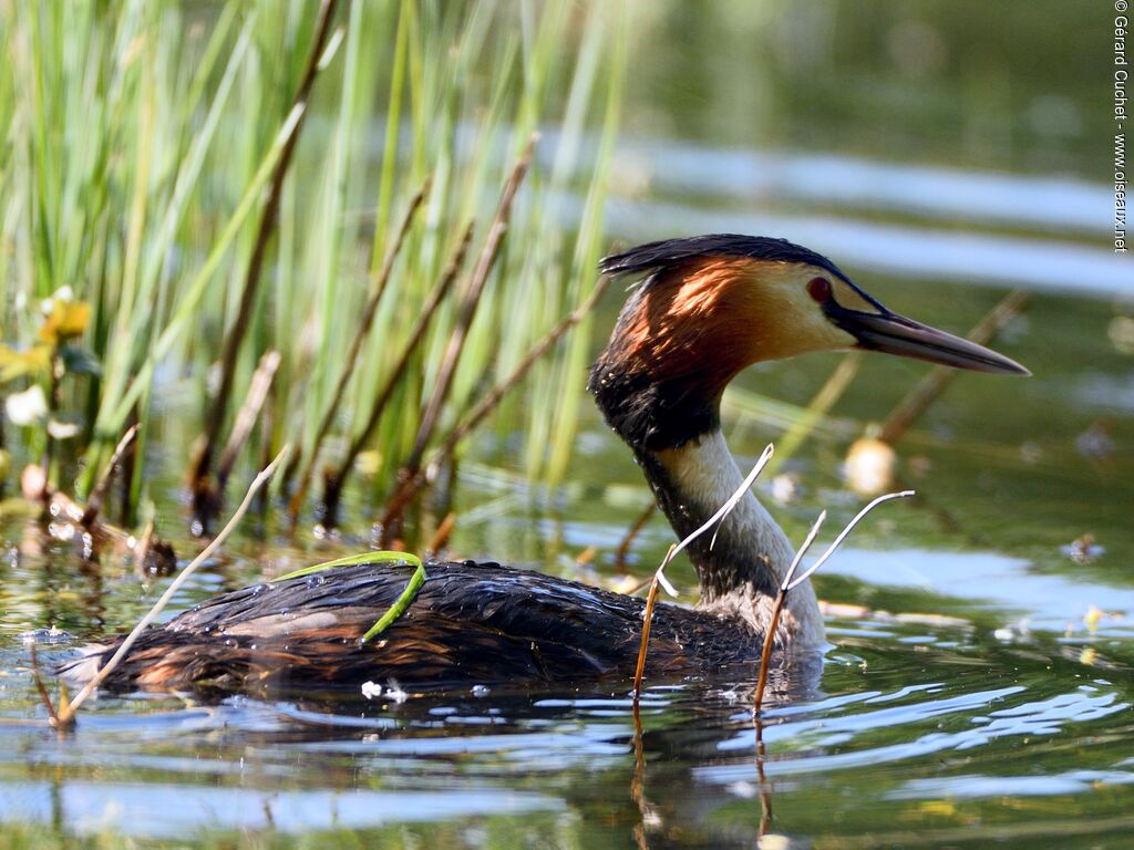 Great Crested Grebe