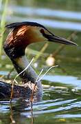 Great Crested Grebe