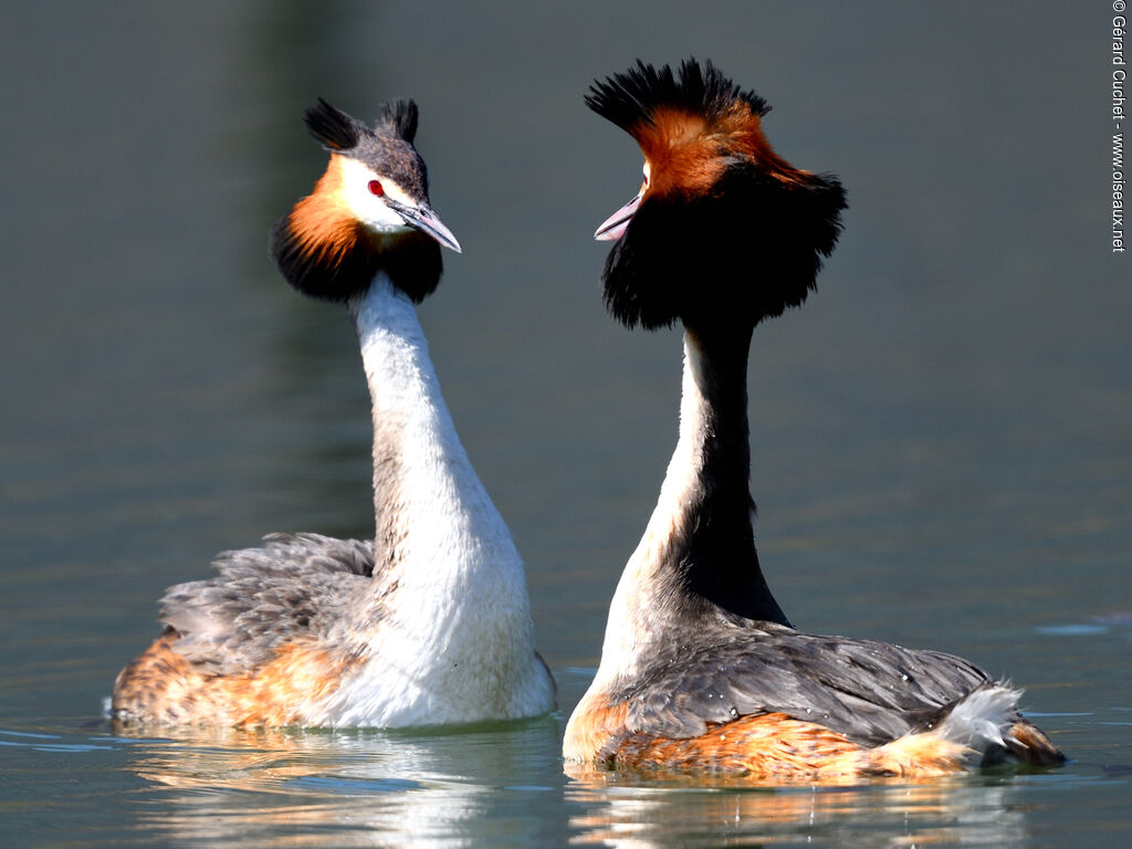 Great Crested Grebeadult breeding, courting display