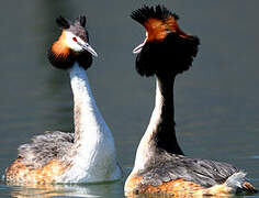 Great Crested Grebe