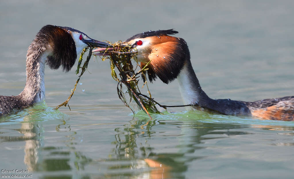 Great Crested Grebeadult, courting display, Reproduction-nesting