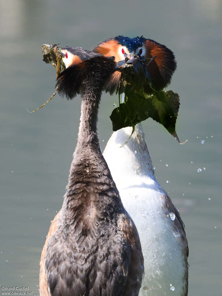 Great Crested Grebeadult breeding, Behaviour