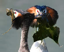 Great Crested Grebe