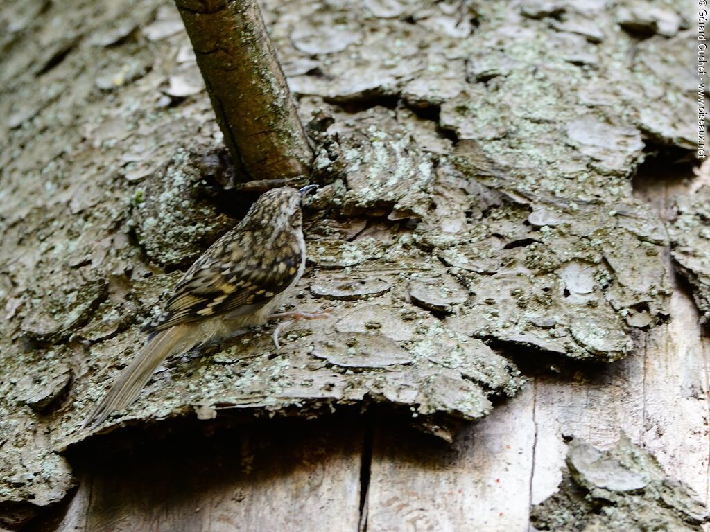 Eurasian Treecreeper