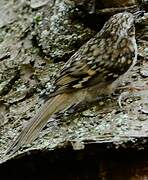 Eurasian Treecreeper