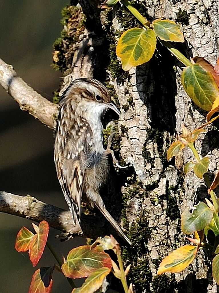 Short-toed Treecreeper