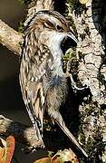 Short-toed Treecreeper