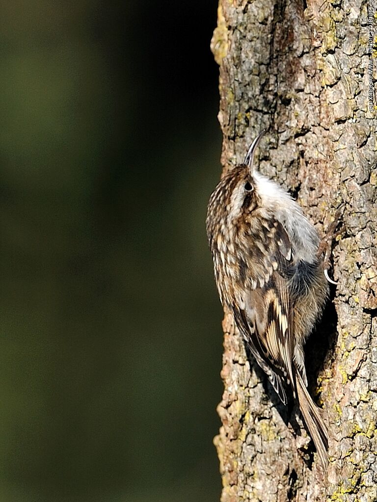 Short-toed Treecreeper