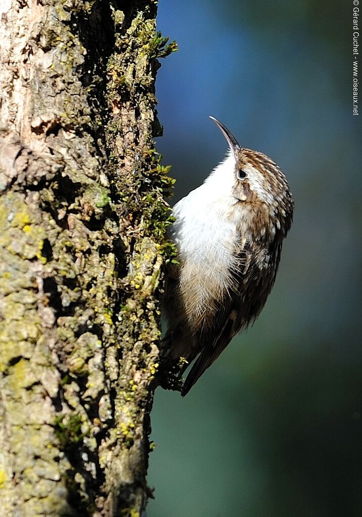 Short-toed Treecreeper