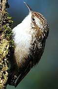 Short-toed Treecreeper