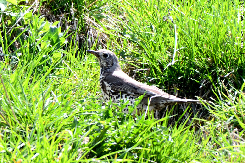 Mistle Thrush, identification