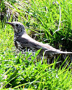 Mistle Thrush